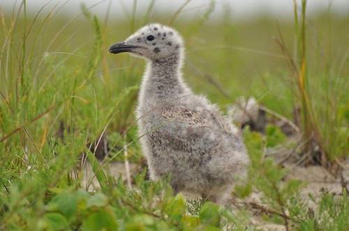 Great Black-Backed Gull Chick by Amanda Boyd/U. S. Fish and Wildlife Service - Northeast Region is marked with CC PDM 1.0